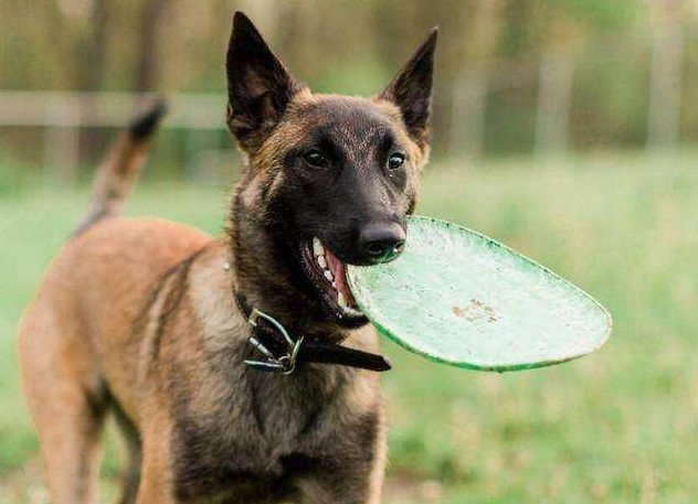 马犬为什么能取代德国牧羊犬成为警犬中的主流