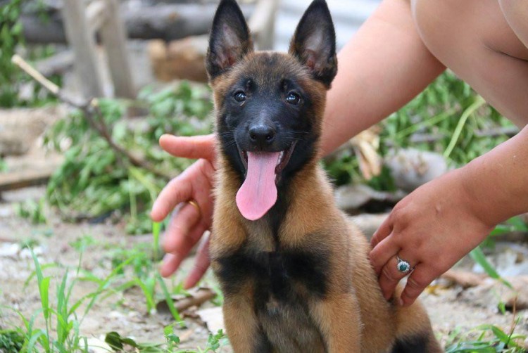 马犬为什么能取代德国牧羊犬成为警犬中的主流