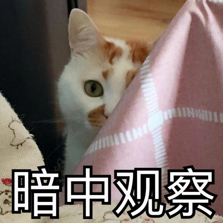 猫咪吃醋的报复心有多强不是自己亲身经历还不信