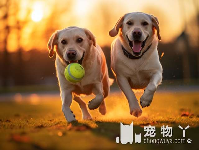 柴犬为什么喜欢转圈？